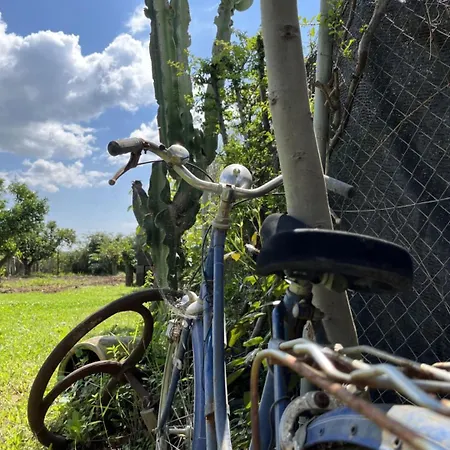 컨트리하우스 El Secanet Algimia de Alfara