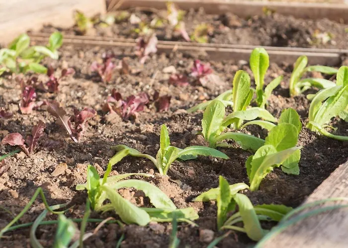 El Secanet Landsted Algimia de Alfara