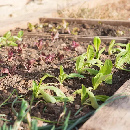 El Secanet Landhuis Algimia de Alfara
